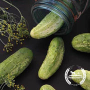 Cucumber Seeds - Wisconsin SMR-58 Pickling - Organic