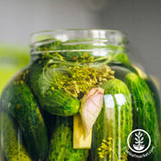 Cucumber Seeds - Rhinish Pickle