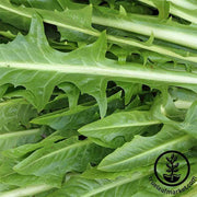 Italian Dandelion Seeds