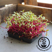 Beet - Detroit Dark Red (Conventional) - Microgreens Seeds