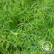 Dill Seeds - Dwarf Fernleaf