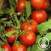 Tomato Seeds - Slicing - Early Doll Hybrid