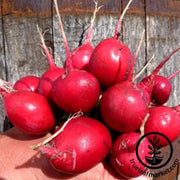 Radish Seeds - Early Scarlet Globe