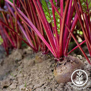 Beet Seeds - Early Wonder Tall Top