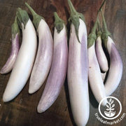 Eggplant Seeds - Bride F1