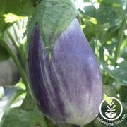 Eggplant Seeds - Falling Stars F1