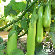 Eggplant Seeds - Fingers - Green