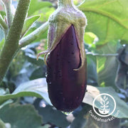 Eggplant Seeds - Long Purple