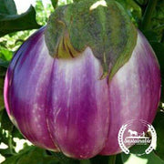 Eggplant Seeds - Rosa Bianca - Organic