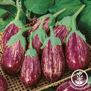 Eggplant Seeds - Shooting Stars