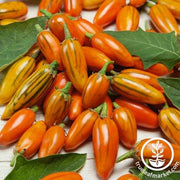 Eggplant Seeds - Togo