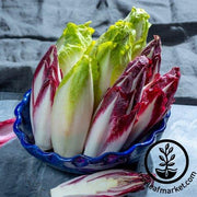 Endive Seeds - Gourmet Mix