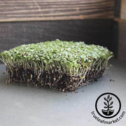 Endive - Green Curled Ruffec - Microgreens Seeds