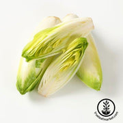 Endive Seeds - Sugar Loaf