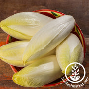 Endive Seeds - Witloof Chicory