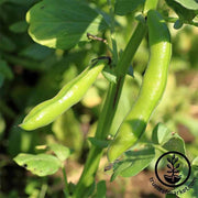 Broad Windsor Fava Bean - Cover Crop Seeds