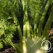 Fennel Seeds - Florence