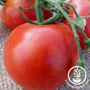 Tomato Seeds - Slicing - Floradade