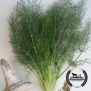 Fennel Seeds - Florence - Organic