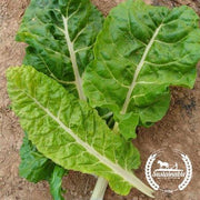 Chard Seeds - Fordhook Giant - Organic