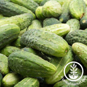 Cucumber Seeds - Garden Bush Pickle F1