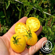 Tomato Seeds - Salad - Garden Peach