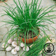 Garlic Chives Seeds - Geisha AAS