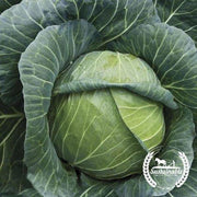 Cabbage Seeds - Golden Acre