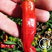 Pepper Seeds - Sweet - Golden Greek Pepperoncini