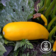 Squash Seeds - Summer - Zucchini Golden