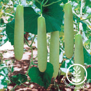 Gourd Seeds - Big Green Sausage - Treated