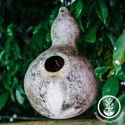 Gourds Seeds - Birdhouse