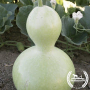 Gourd Seeds - Bottle - Organic