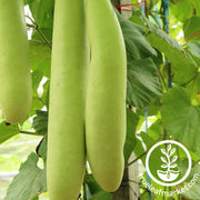 Gourd Seeds - Cucuzzi (Italian Edible)