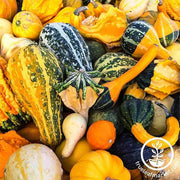 Gourds Seeds - Large Mix