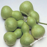 Gourd Seeds, Bottle - Miniature