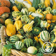 Gourds Seeds - Small Mix