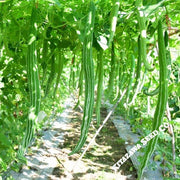 Gourd Seeds - Snake - Hybrid - Grown