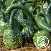 Gourd Seeds - Speckled Swan