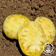 Tomato Seeds - Slicing - Great White