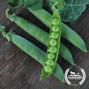 Pea Seeds - Green Arrow - Organic