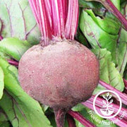 Beet Seeds - Green Top Bunching