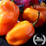 Pepper Seeds - Hot - Habanero Orange - Organic