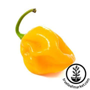 Pepper Seeds - Hot - Habanero - Caribbean Yellow