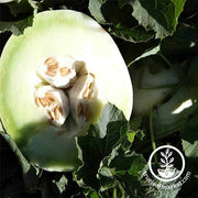 Melon Seeds - Honeydew - Green Flesh