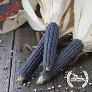 Corn Seeds - Flint - Hopi Blue - Grown