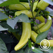 Pepper Seeds - Hot - Hungarian Yellow Wax Hot