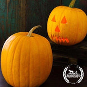 Pumpkin Seeds - Jack O Lantern - Organic