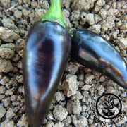 Pepper Seeds - Hot - Jalapeno Purples