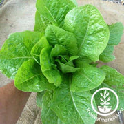 Lettuce Seeds - Jericho